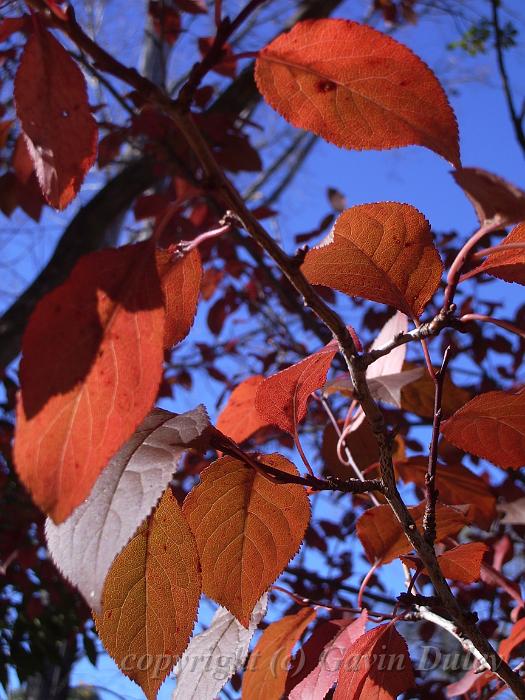 Autumn leaves, University of New England IMGP8830.JPG